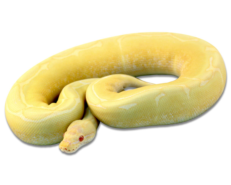 Albino Spider