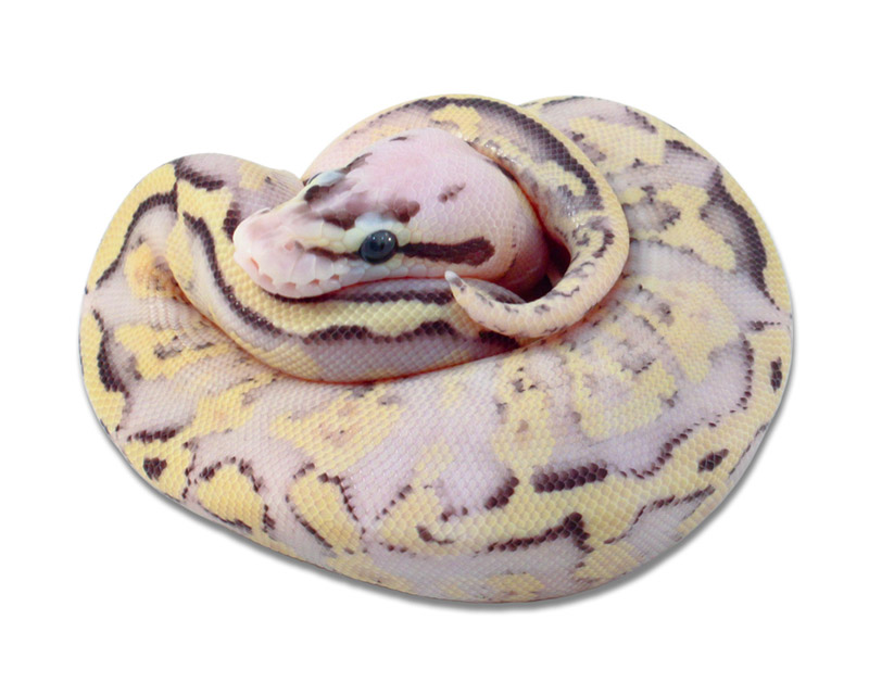 Fader Pastel Super Stripe