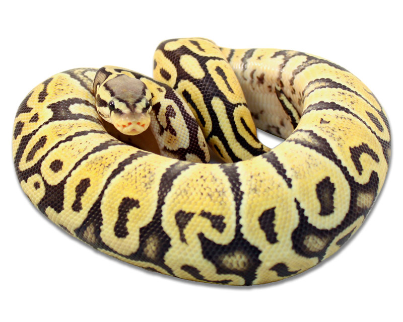 Pastel Ghost