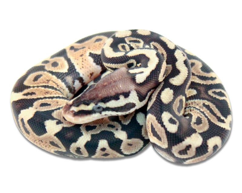 Pastel Yellow Belly Axanthic