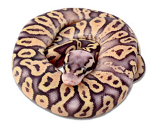 Fader Super Pastel Yellow Belly