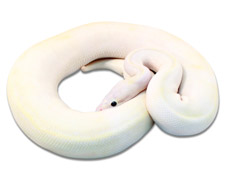 Super Pastel Ivory