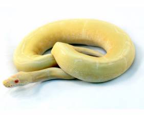 Albino Spider