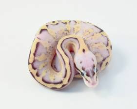 Fader Pastel Super Stripe