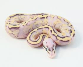 Fader Pastel Super Stripe