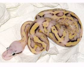 Pastel Super Stripe