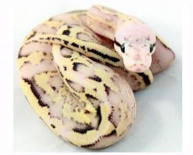 Pastel Super Stripe