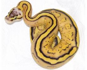 Pastel Super Stripe