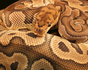 Clown Ball Python