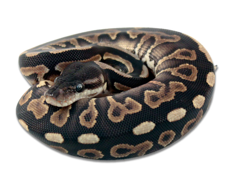 Cinnamon Yellow Belly
