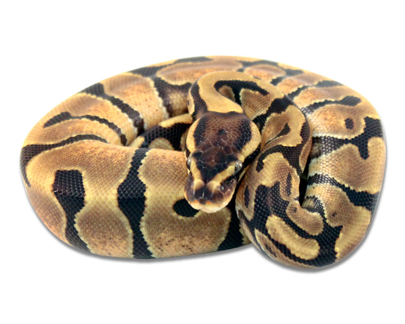 Enchi