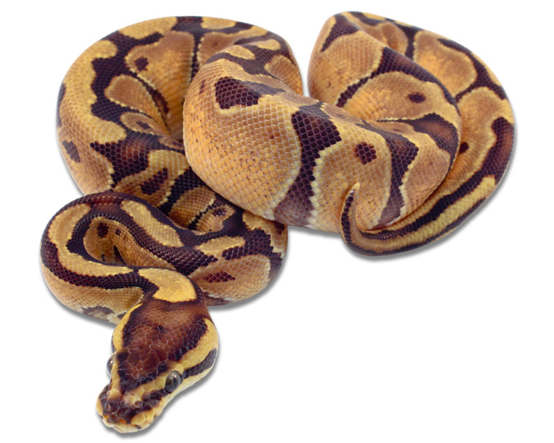 Enchi Specter