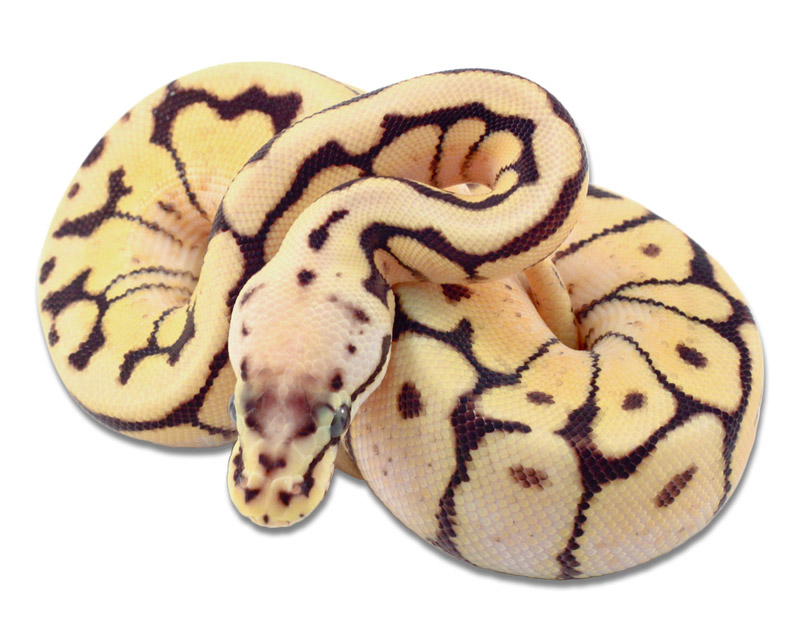 Fader Bumblebee Yellow Belly