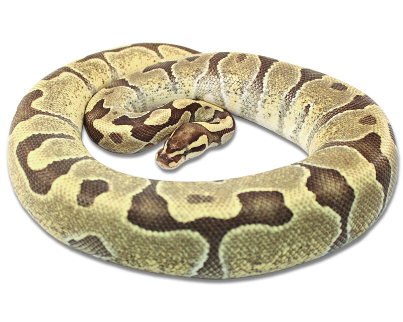 Fire Enchi