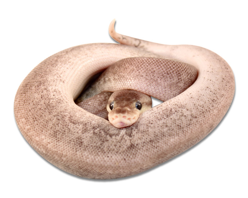 Pastel Gargoyle