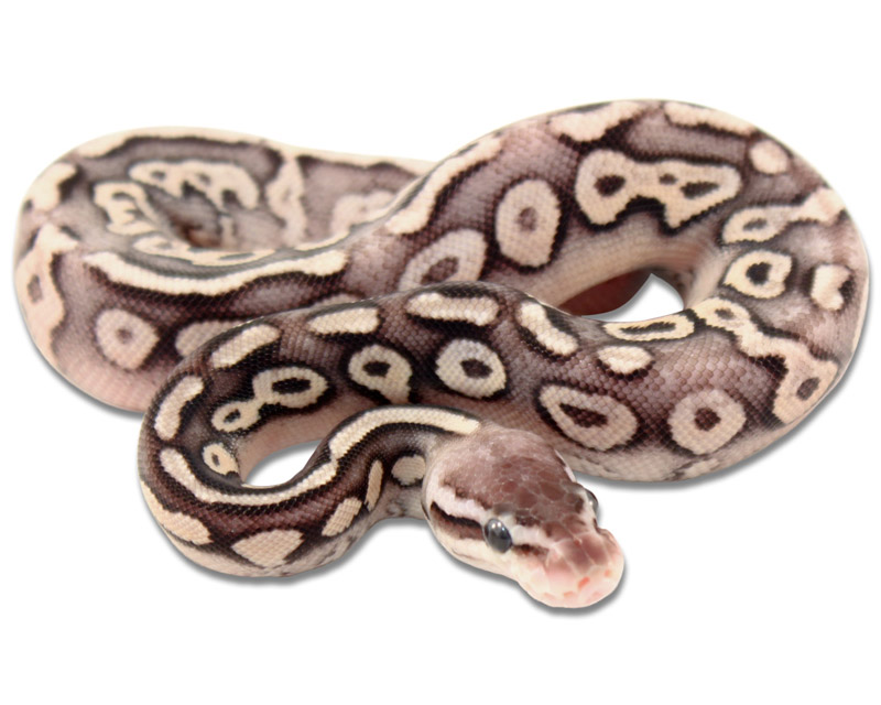 Pewter Yellow Belly