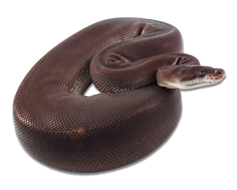 Super Cinnamon