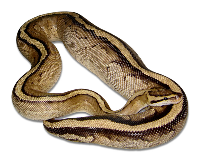 Super Stripe