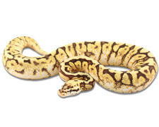 Bumblebee Super Speckled