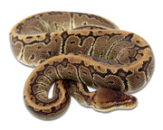 Chocolate Pinstripe