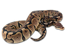 Cinnamon Hidden Gene Woma
