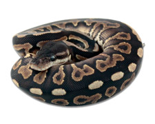 Cinnamon Yellow Belly