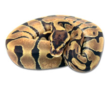 Enchi