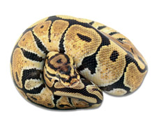 Enchi Spotnose