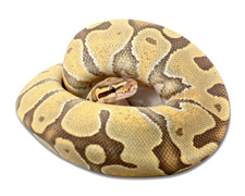 Enchi Ghost