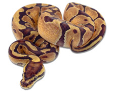 Enchi Specter