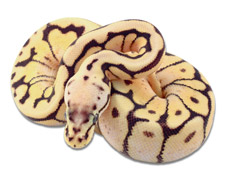 Fader Bumblebee Yellow Belly