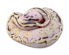 Fader Pastel Super Stripe