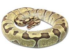 Fire Enchi