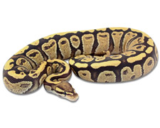 Fire Yellow Belly