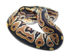 Het Red Axanthic