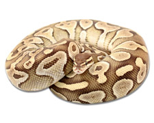 Lesser