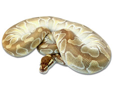 Lesser Enchi