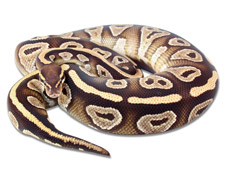 Mojave
