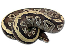 Mojave Specter