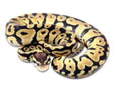 Pastel