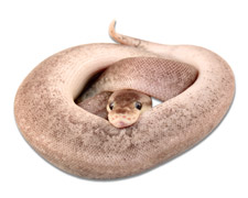 Pastel Gargoyle