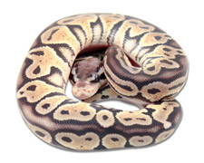 Pastel Het Red Axanthic
