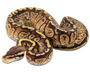 Pastel Super Speckled