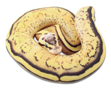 Pastel Super Stripe