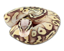 Pastel Lesser Vanilla