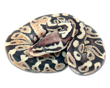 Pastel Yellow Belly Axanthic