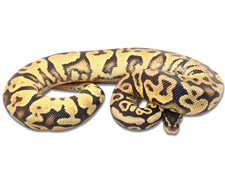 Pastel Yellow Belly