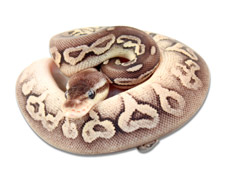 Pewter Specter
