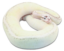 Pewter Vanilla Super Stripe