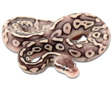 Pewter Yellow Belly